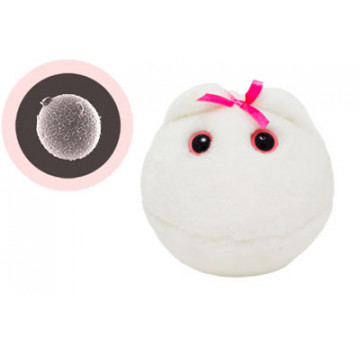 giantmicrobes ovule