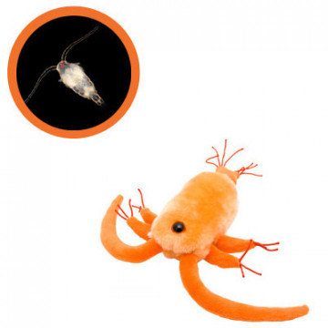 giantmicrobes copépode