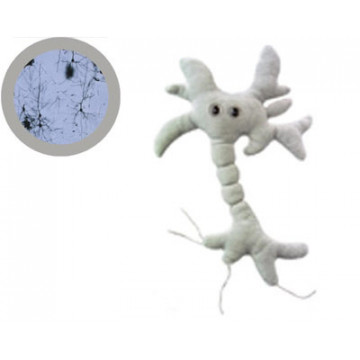 Le neurone (XXL - Gigantic)