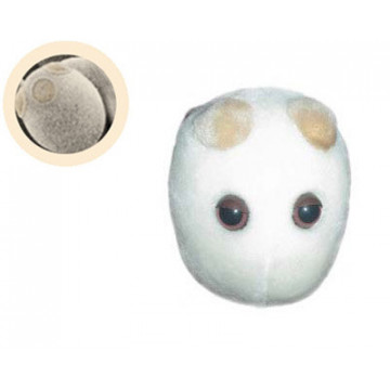 Peluche Microbe - Le pain