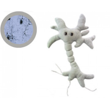 giantmicrobes braincell