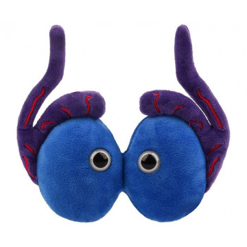 Peluche des testicules