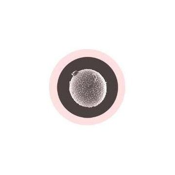 giantmicrobes egg cell XL and sperm cell