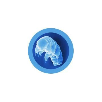 tardigrade