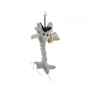Peluche Cellule Du Cerveau diplomee