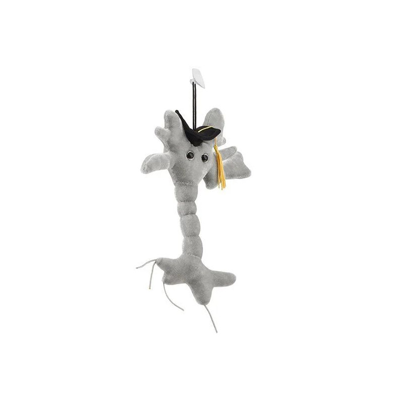 Peluche Cellule Du Cerveau diplom e